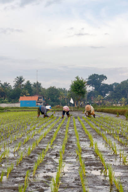 plantation de rizières - developing countries farmer rice paddy asia photos et images de collection