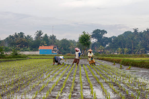plantation de rizières - developing countries farmer rice paddy asia photos et images de collection