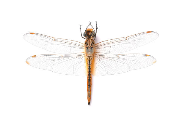 istock Dead Dragonfly, Thai dragonfly, Chlorogomphus, Cordulegaster on white background. 1426480753