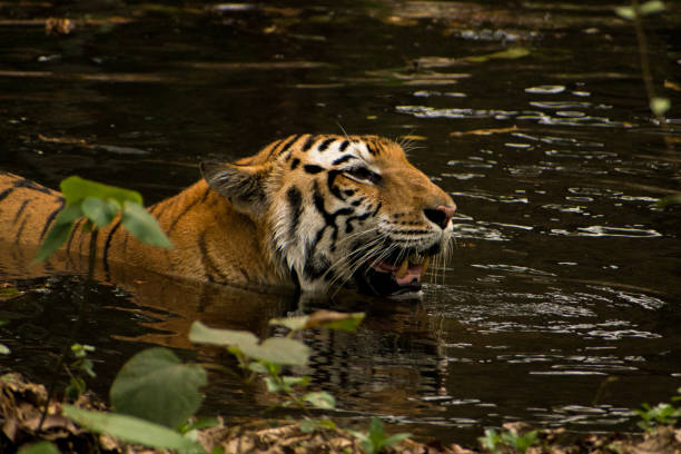 istock Beautiful Bengal tiger relaxing in forest pool, closeup shot. 1426480912