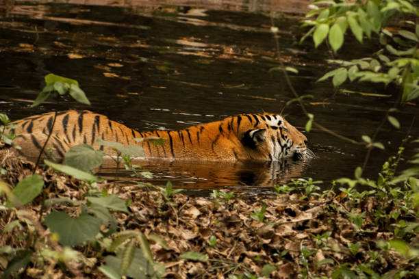 istock Beautiful Bengal tiger relaxing in forest pool, closeup shot. 1426481012