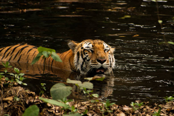 istock Beautiful Bengal tiger relaxing in forest pool. 1426481015