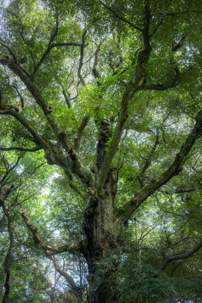 istock A giant tree of vertebrates. 1426481066