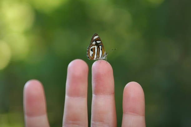 Dynamine dyonis butterfly resting on fingers of a girl, Iguazu National Park, Brazil