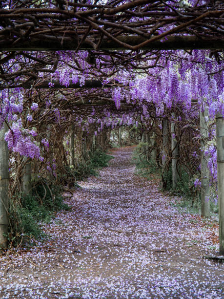 istock Wisteria tunnel 1426485420