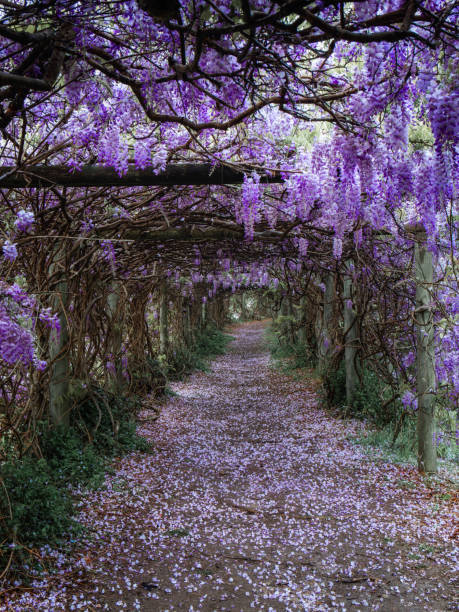 istock Wisteria tunnel 1426485453