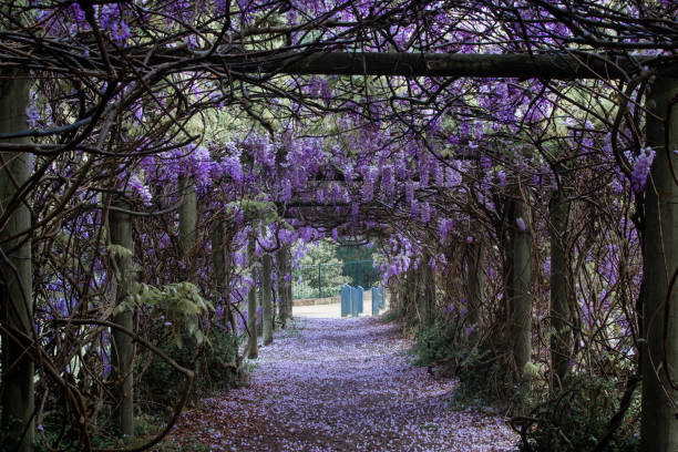 istock Beautiful wisteria tunnel 1426485510