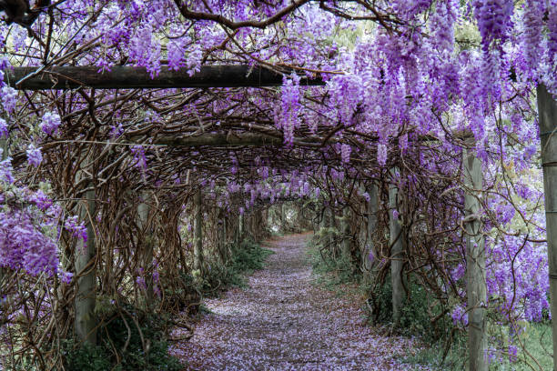 istock Beautiful wisteria tunnel 1426485513
