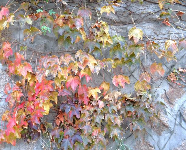 istock 2021 autumn leaves 1426485666