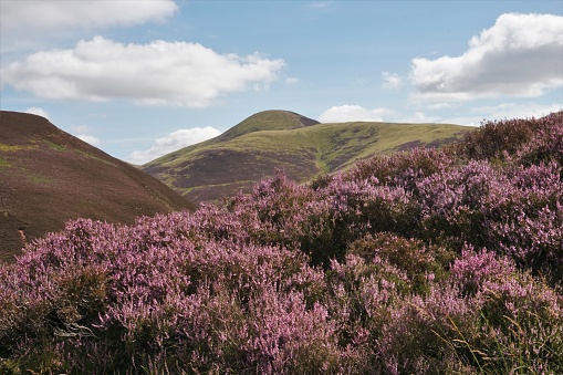Pentland Hills, Scotland - 9 August 2022: Purple heather is in full bloom in this view, looking towards Carnethy Hill in the Pentlands.