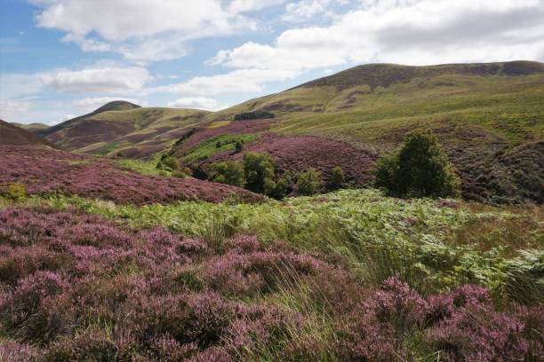 istock Purple Heather in the Pentlands 1426489084