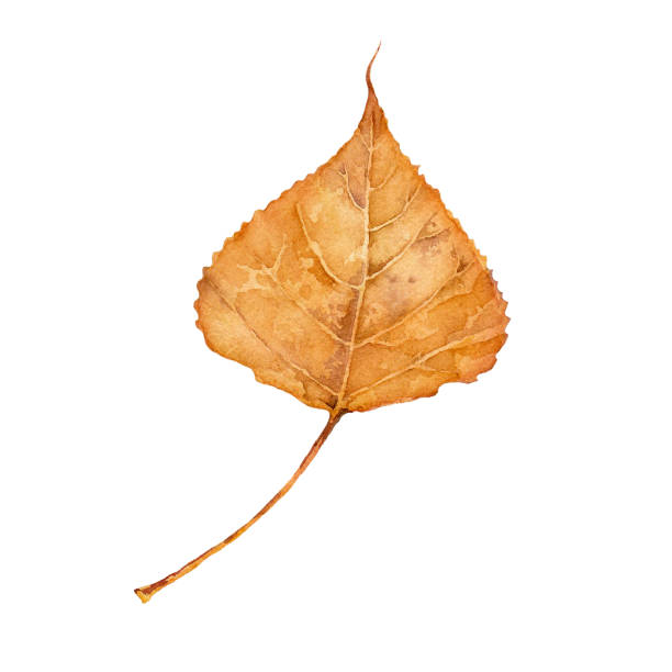 istock Watercolor autumn yellow aspen leaf. Isolated hand drawn illustration. 1426490857