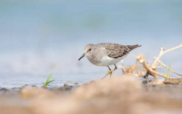 Temminck`s Stint (Calidris temminckii) is a migratory bird, starting in the fall in Scandinavia and Russia, predominantly from the lower parts of the Arctic Circle, reaching North and Central Africa.