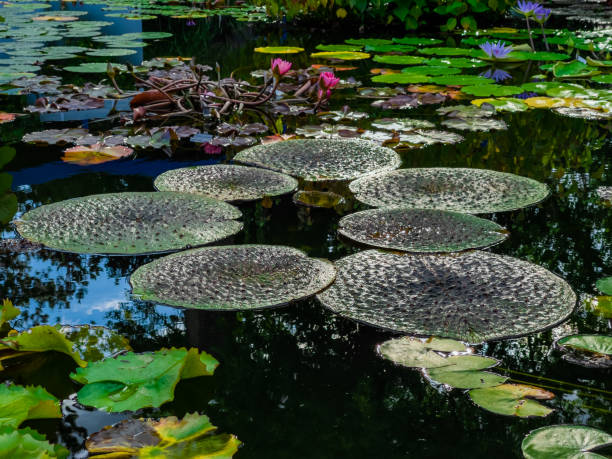 istock water lily lotus 1426492533