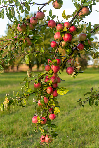 Ripe, red apples hanging from the branch of an apple tree in the sunshine