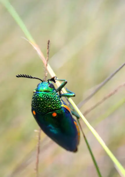 Jewel beetle climbing grass, Close up shot