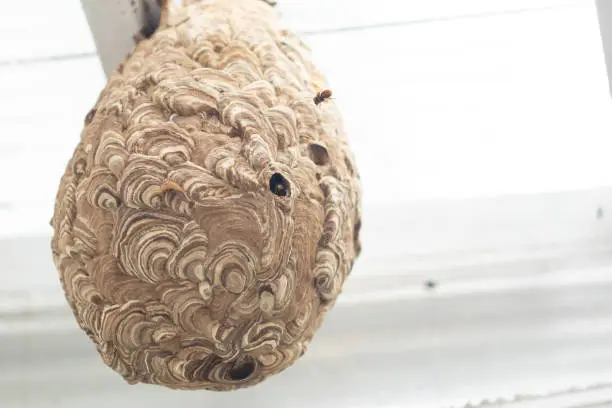 A dangerous Japanese Hornet with its amazing looking nest attached to hose roof in Japan.
