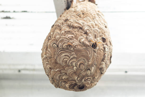 A dangerous Japanese Hornet with its amazing looking nest attached to hose roof in Japan.