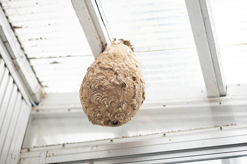 A dangerous Japanese Hornet with its amazing looking nest attached to hose roof in Japan.