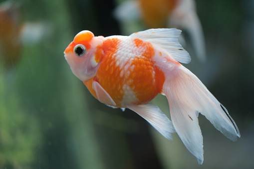 close up one Red and White Ranchu Goldfish side profile in water.