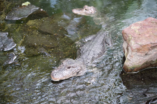 Chinese Alligator (Alligator sinensis) in water two Chinese Alligator (Alligator sinensis) in water chinese alligator alligator sinensis stock pictures, royalty-free photos & images