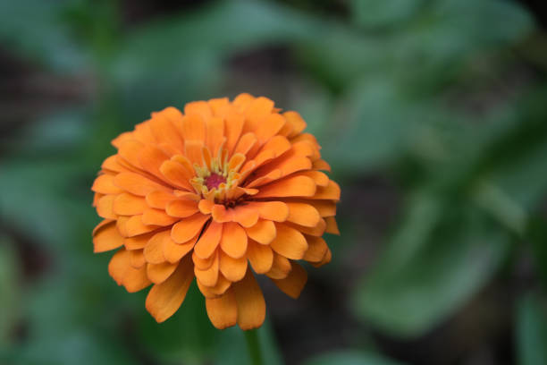istock single orange color Zinnia elegans flower with bokeh 1426495800