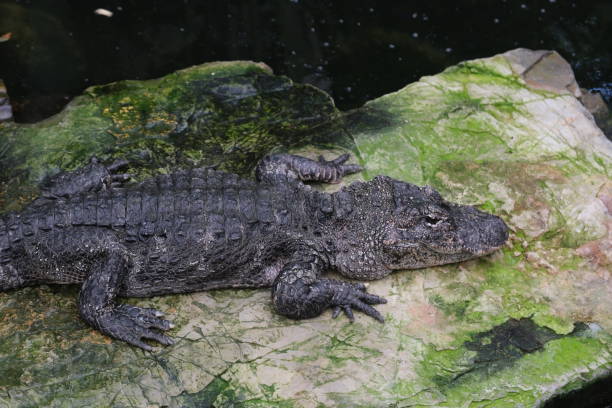 one Chinese Alligator (Alligator sinensis) on rock. Side view close up one Chinese Alligator (Alligator sinensis) on rock. Side view chinese alligator alligator sinensis stock pictures, royalty-free photos & images