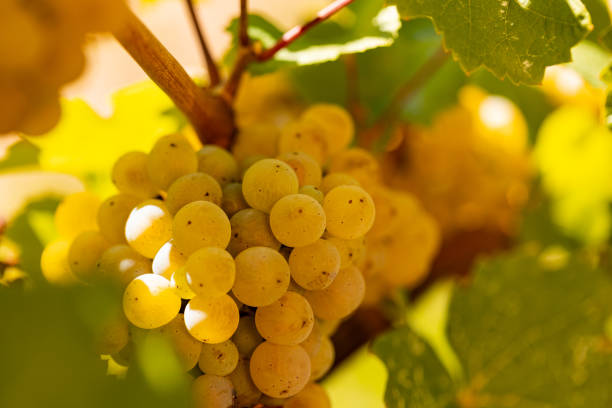 uvas blancas de primer plano colgadas de una vid. - gewurztraminer fotografías e imágenes de stock