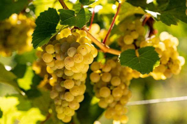 tiro cercano para colgar uvas blancas. - gewurztraminer fotografías e imágenes de stock