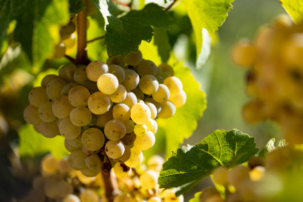 gros plan de raisins blancs suspendus sur une vigne. - gewurztraminer photos et images de collection