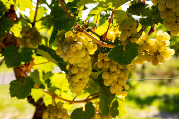 weiße trauben, die an einer rebe hängen - vineyard ripe crop vine stock-fotos und bilder