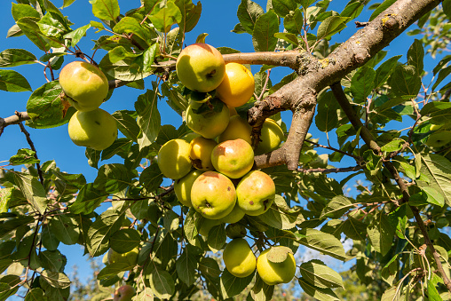 Ripe, yellow-green apples hanging from the branch of an apple tree in the sunshine