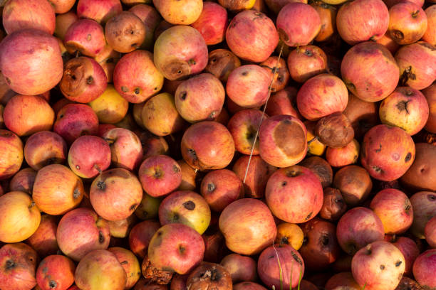 jabłka - apple rotting fruit apple tree zdjęcia i obrazy z banku zdjęć