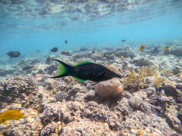 istock Birdmouth wrasse (Gomphosus Caeruleus) at coral reef. 1426501687