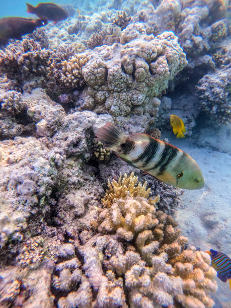 istock Big Broomtail wrasse (Cheilinus lunulatus) at coral reef. 1426502151