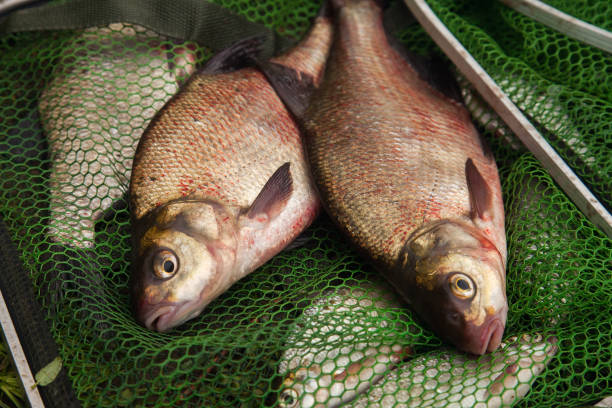 istock Two big freshwater common bream fish on green fishing net. 1426504419