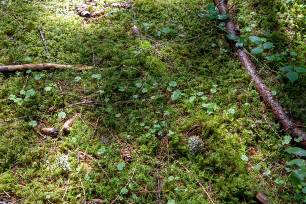 Moss overgrown forest floor with sunny and shady spots as background