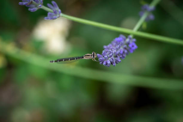 Damselfly on a lavender flower head.