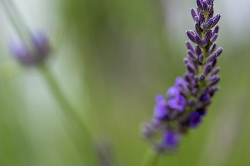 Lavender florets.