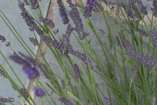 Lavender florets.