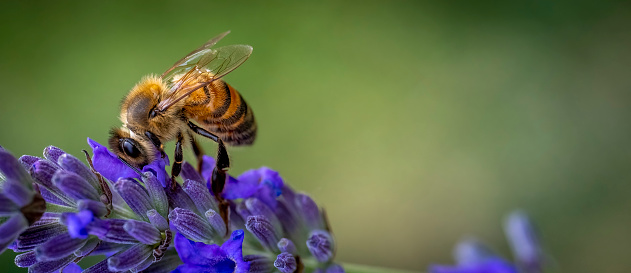 Honey bee on lavender.