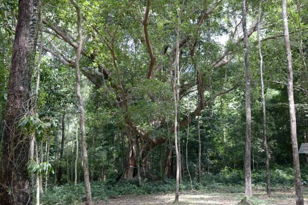 istock forest in Chonburi Thailand 1426517600
