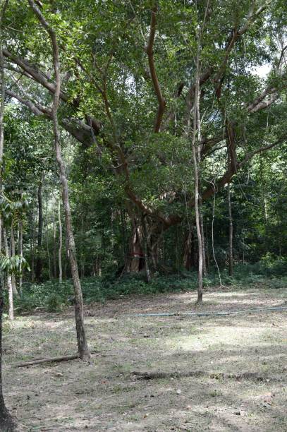istock forest in Chonburi Thailand 1426517898