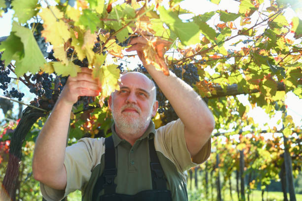 istock Cutting grapes at harvest 1426518429