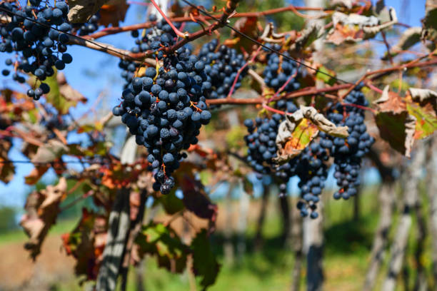 Woman harvesting grapes in the autumn colors vineyard.