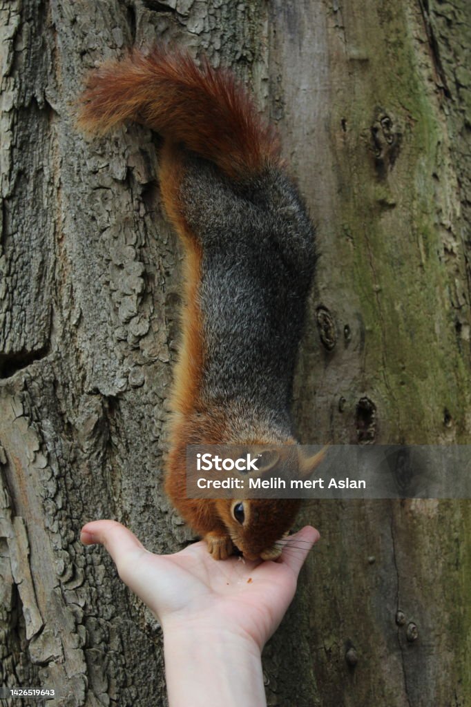Pet love squirrel eating food from human hand Animal Stock Photo