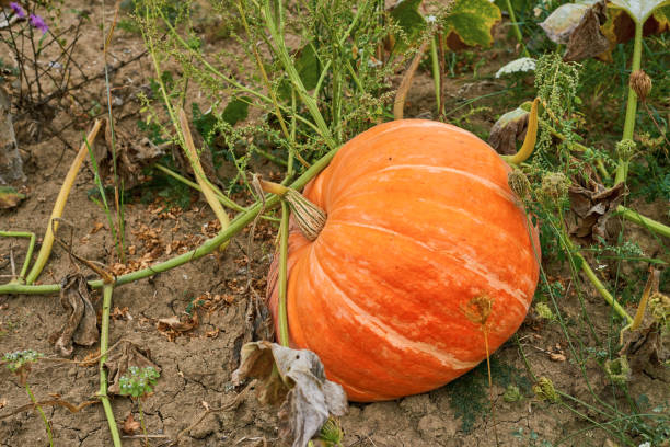istock Pumpkin lying in the garden outdoors. High angle view in the daytime 1426523947