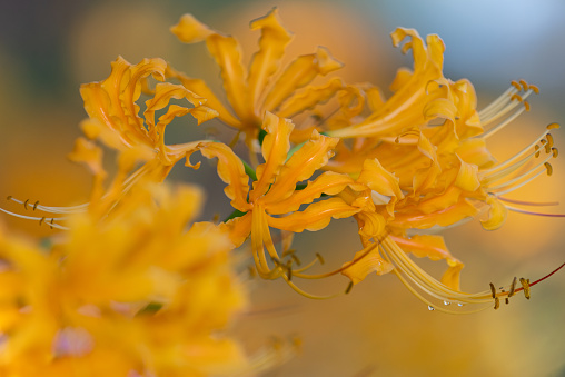 yellow cluster amaryllis