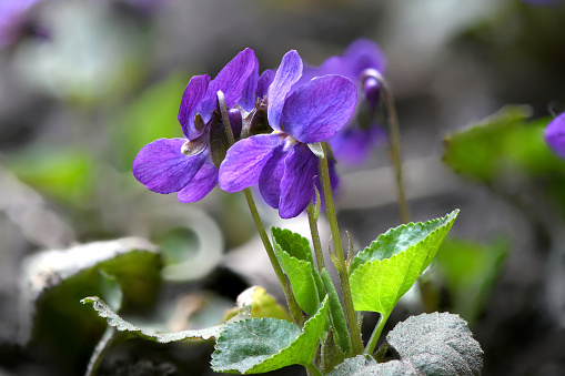 Viola riviniana, Common Dog Violet, Violaceae. Side view. High resolution photo. Selective focus. Shallow depth of field.