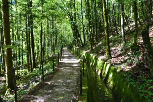 Trail leading next to a water channel leading throug a broadleaf, temperate, deciduous beech (Fagus sylvatica) forest near Idrija, Slovenia